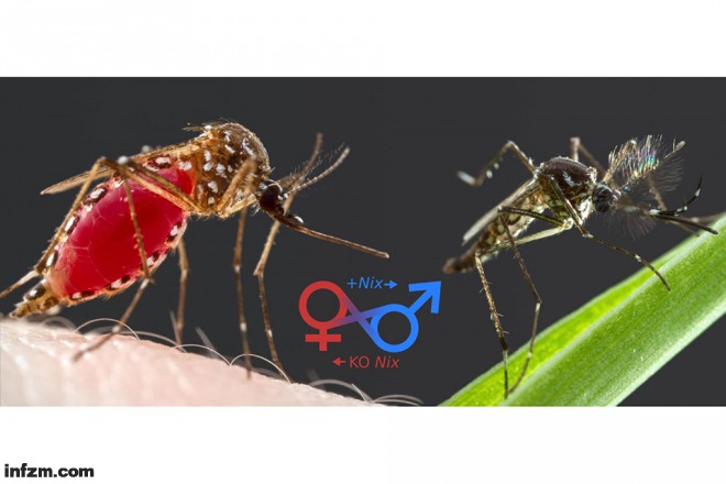 昆虫不相容技术